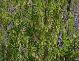 Tree Tobacco, Nicotiana glauca