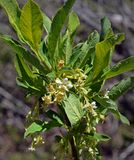 Tree Tobacco, Nicotiana glauca