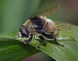 Narcissus Bulb Fly, Merodon equestris