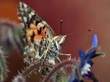 Painted Lady, Vanessa cardui