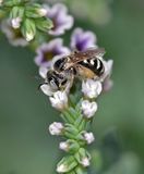 Mining Bee, Salt Heliotrope