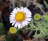 beach aster 2645.JPG