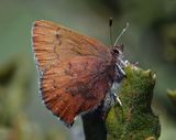 Brown Elfin - Callophrys augustinus