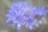 Waterleaf phacelia with pollen