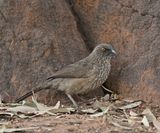 Pylvlekkatlagter / Arrow-marked Babbler