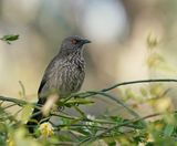 Pylvlekkatlagter / Arrow-marked Babbler
