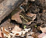 Soutpansberg Koningswaelstert - Soupansberg Emperor Swallowtail