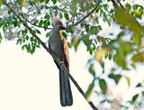 Kwevoël / Grey Go-away-bird