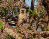 Blouaap / Vervet Monkey