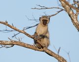 Blouaap / Vervet Monkey