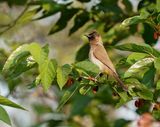 Swartoogtiptol / Dark-capped Bulbul