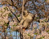 Blouaap / Vervet Monkey