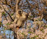 Blouaap / Vervet Monkey