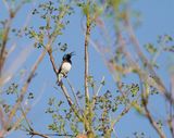 Witpenssuikerbekkie / White-bellied Sunbird