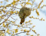 Bontrugwewer / Village Weaver