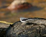 Bergkwikkie / Mountain Wagtail