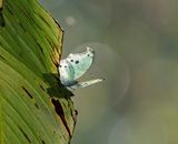 Perlemoenskoenlapper / Common Mother-of-Pearl