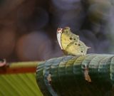Perlemoenskoenlapper / Common Mother-of-Pearl