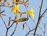 Rooiborssuikerbekkie / Scarlet-chested Sunbird