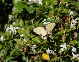 Vlieënde Sakdoek / Southern Mocker Swallowtail