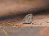 Herero Ringetjie / Desert African Three-ring