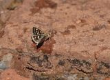 Gewone Sandmannetjie / Striped Sandman