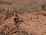 Gewone Sandmannetjie / Striped Sandman
