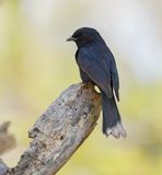 Swartvlieënvanger / Southern Black Flycatcher