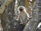 Blouaap / Vervet Monkey