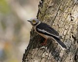 Withelmlaksman / White Helmetshrike