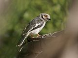 Withelmlaksman / White Helmetshrike