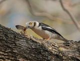 Withelmlaksman / White Helmetshrike