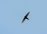 Kleinwindwael / Little Swift