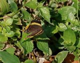 Suidelike Bosnooientjie / Southern Short-tailed Admiral