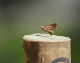 Witmerk Ratsvlieër / White-branded Swift