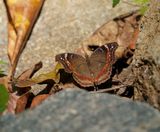 Rotsblaarvlerk / Garden Inspector