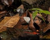 Sebrabloutjie / Common Zebra Blue