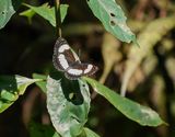 Reënbos Swewer / Common Barred Sailer