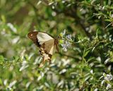 Vlieënde Sakdoek / Southern Mocker Swallowtail