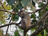 Samango-aap / Samango Monkey