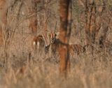 Swartwitpens / Sable Antelope