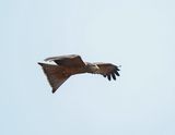 Geelbekwou / Yellow-billed Kite