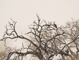 Breëkoparend / Martial Eagle