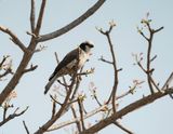 Kremetartlaksman / Southern White-crowned Shrike