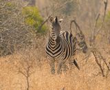 Sebra / Common Zebra
