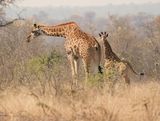 Kameelperd / Giraffe