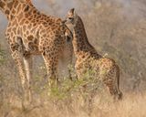 Kameelperd / Giraffe