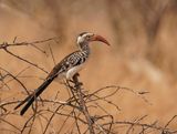 Rooibekneushoringvoël / Southern Red-billed Hornbill