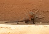 Dwergmuishond / Dwarf Mongoose