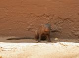 Dwergmuishond / Dwarf Mongoose